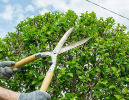 How to Create a Tree Trimming