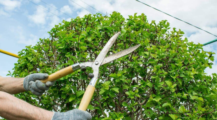 How to Create a Tree Trimming